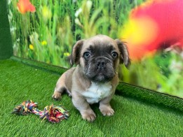 French Bulldog male Puppy for sale 006638598